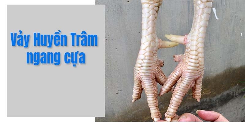 Vảy Gà Huyền Trâm - Sự Khác Biệt Trong Thế Giới Gà Chọi 4 Đặc điểm cũng như vị trí xuất hiện vảy gà huyền trâm ngang cựa