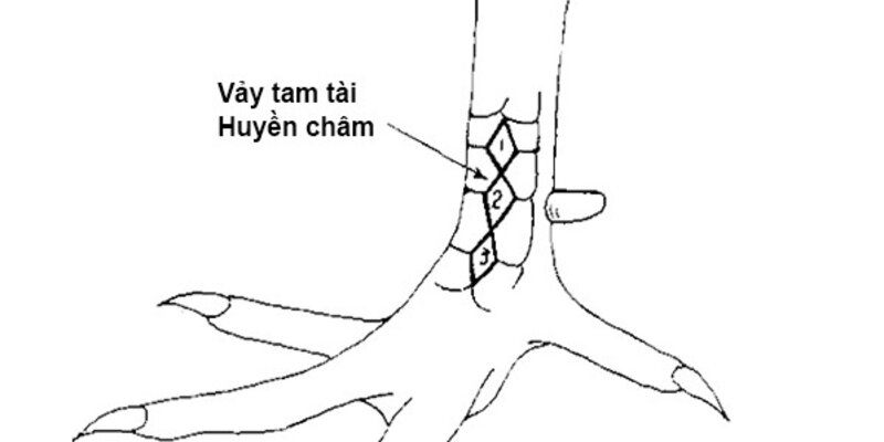 Vảy Gà Huyền Trâm - Sự Khác Biệt Trong Thế Giới Gà Chọi 5 Dấu hiệu nhận biết vảy gà huyền trâm tam huyền trâm