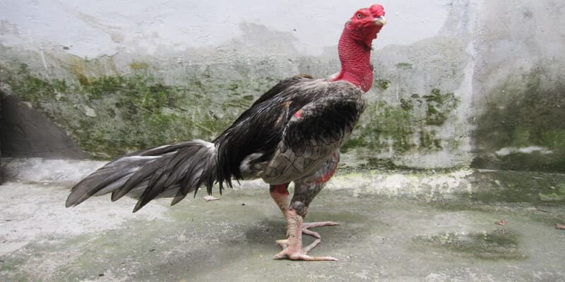 Vảy Gà Phủ Địa Và Những Thông Tin Kê Thủ Cần Nắm Rõ 6 Nên cho gà thi đấu làm quen