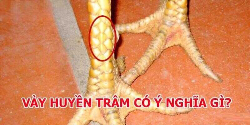 Vảy Gà Huyền Trâm - Sự Khác Biệt Trong Thế Giới Gà Chọi 2 Ý nghĩa đằng sau đặc điểm nổi bật về vảy gà huyền trâm